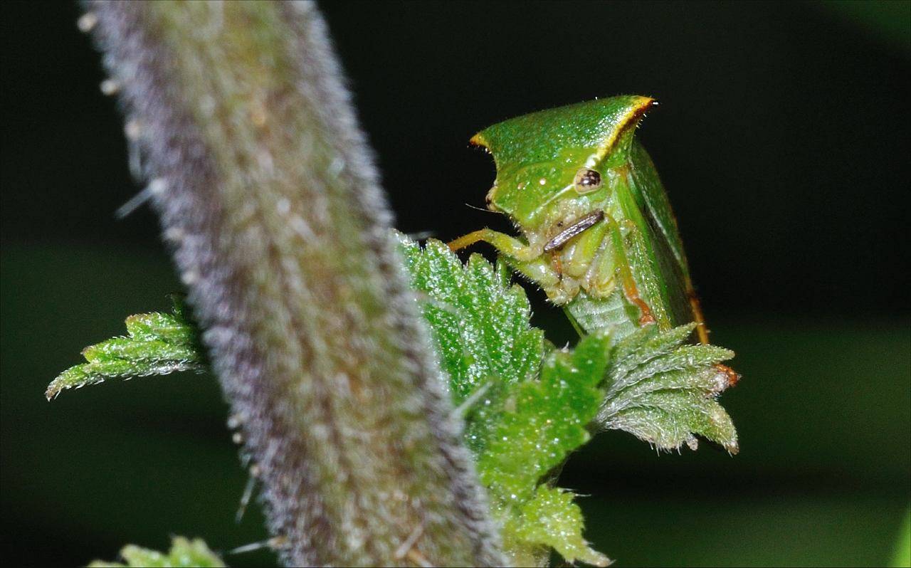 Stictocephala bisolnia